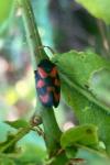 Cercopis vulnerata