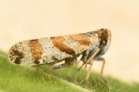 Tachycixius venustulus