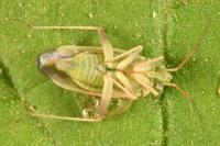 Amblytylus nasutus