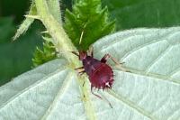 Deraeocoris ruber