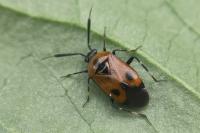 Deraeocoris punctum