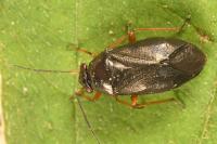 Heterocordylus erythropthalmus