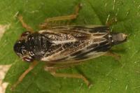 Evacanthus acuminatus