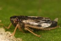 Evacanthus acuminatus