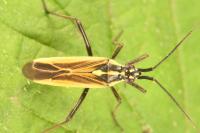 Leptopterna dolabrata