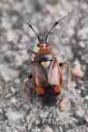 Deraeocoris ruber