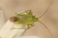 Closterotomus norwegicus