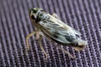 Evacanthus acuminatus