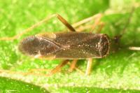 Orthonotus rufifrons