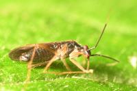 Orthonotus rufifrons