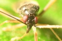 Orthonotus rufifrons