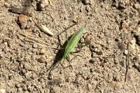 Megaloceroea recticornis