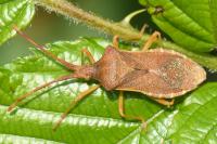 Gonocerus acuteangulatus