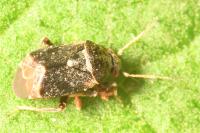 Charagochilus gyllenhalii