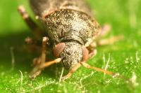 Charagochilus gyllenhalii