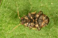 Charagochilus gyllenhalii