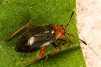 Capsus ater