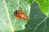 Deraeocoris ruber