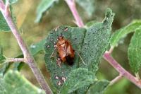 Deraeocoris ruber