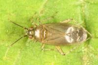 Plagiognathus arbustorum