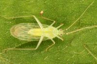 Malacocoris chlorizans