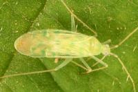 Malacocoris chlorizans