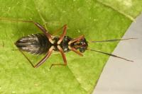 Globiceps fulvicollis