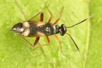 Globiceps fulvicollis