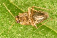 Phoenicocoris obscurellus