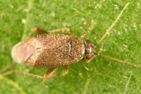 Phoenicocoris obscurellus