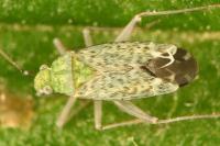 Macrotylus paykullii