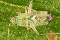 Macrotylus paykullii