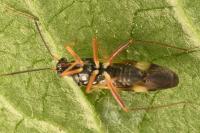 Globiceps fulvicollis