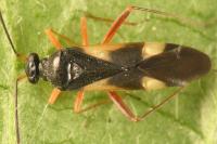 Globiceps fulvicollis