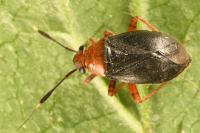 Capsus ater