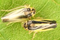 Evacanthus interruptus