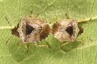 Stagonomus venustissimus