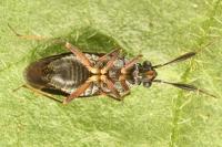 Heterocordylus italicus