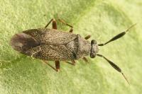 Heterocordylus italicus