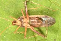 Phytocoris ulmi