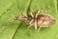 Dicranocephalus medius