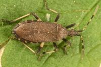 Dicranocephalus medius