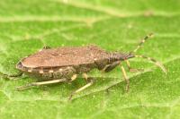 Dicranocephalus medius