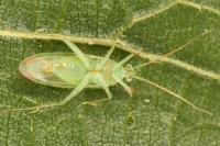 Orthotylus viridinervis