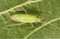 Orthotylus viridinervis