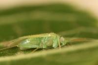 Orthotylus viridinervis