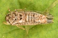 Allygidius atomarius