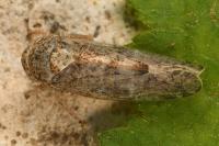 Allygidius atomarius