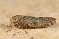 Allygidius atomarius