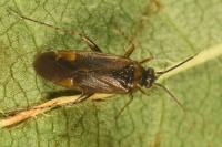 Plagiognathus arbustorum